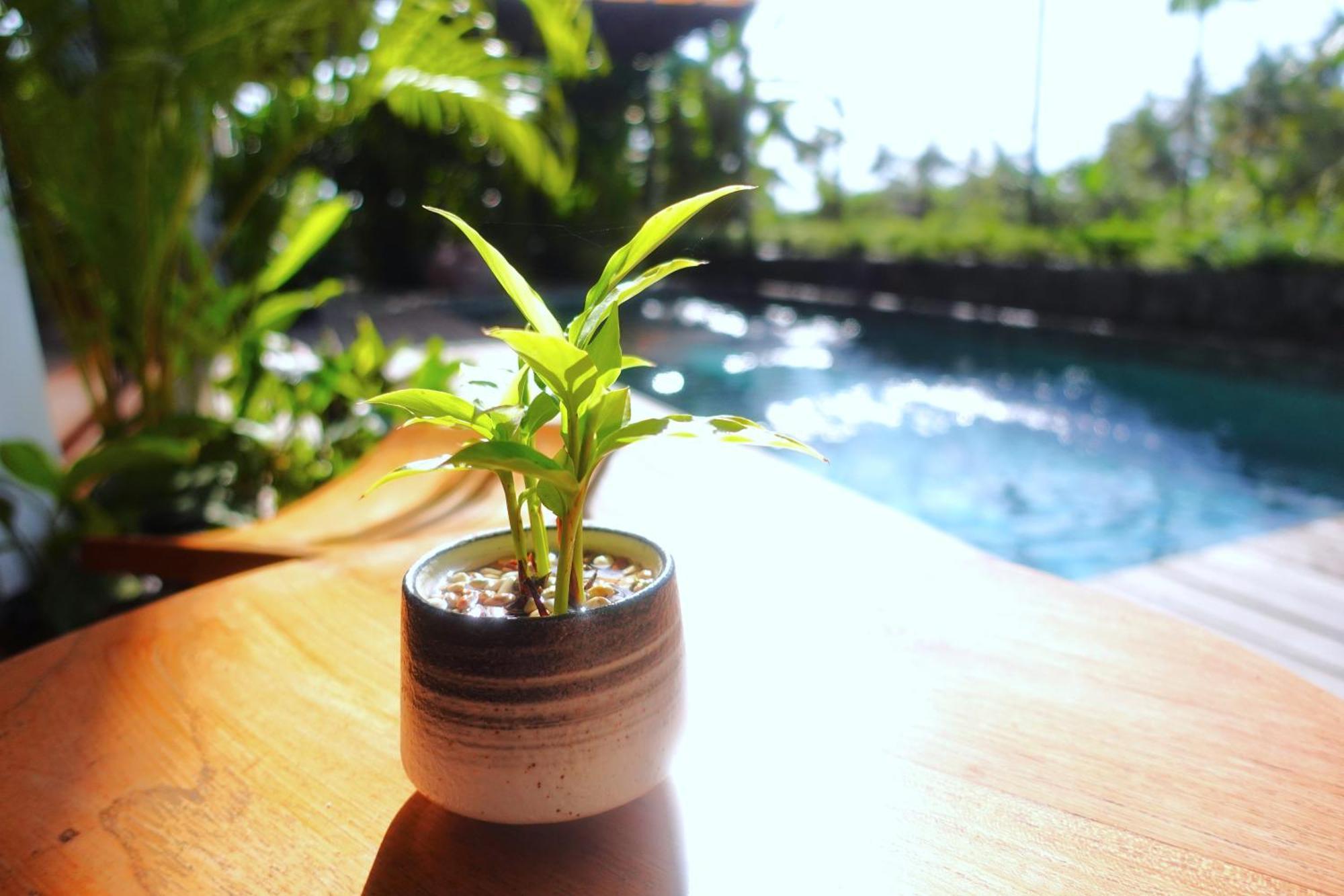 The Vinaya Boutique Hotel 우붓 외부 사진